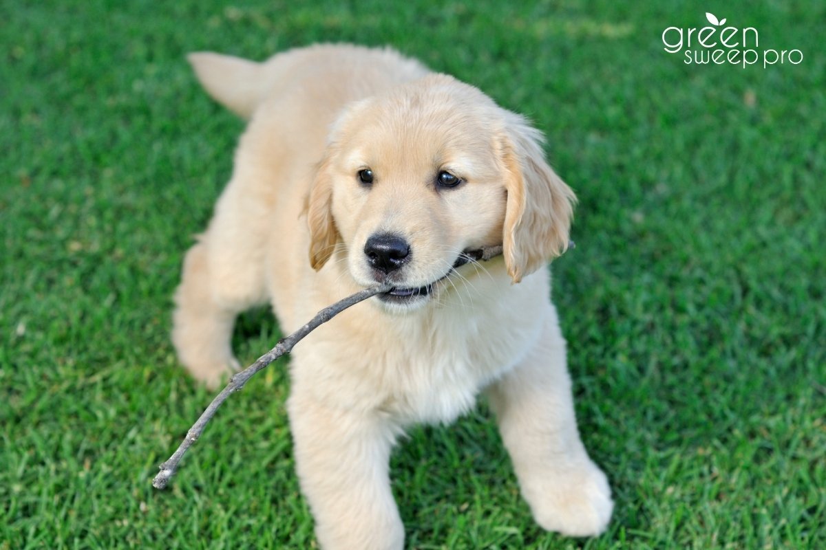 Pets, Parties & Pollen: How to Keep Your Artificial Turf Clean Through Every Season
